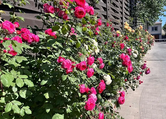 з терасою та коконом з видом на світанок Apartment Odesa